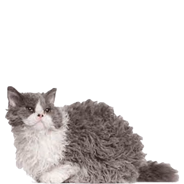 Lambkin — a Small, Affectionate Cat breed