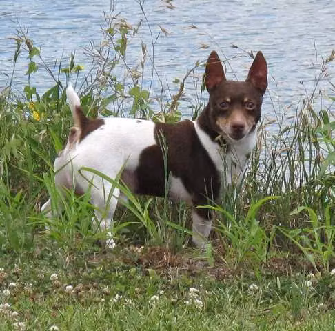 Spike Ortego, a Самец Терьер Тедди Рузвельта registered with United Pet Club