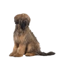 Owczarek francuski briard — rasa Pies: Duży i Wierny