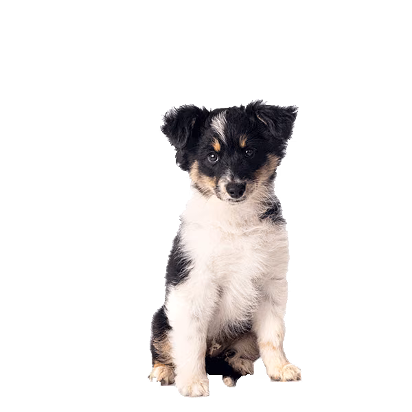 Teddy roosevelt terrier — rasa Pies: Mały i Czuły