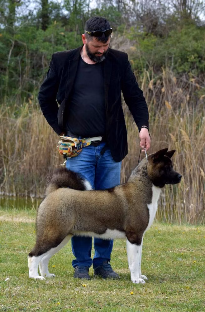 Creta Del Mar Black Widow, a Female آکیتا registered with United Pet Club
