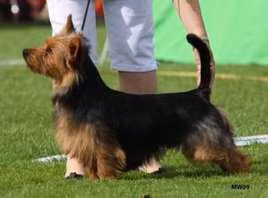 Bluepepper's Hi-Devil — Австралійський тер'єр Bluepepper's Hi-Devil, a Male Австралійський тер'єр registered with United Pet Club
