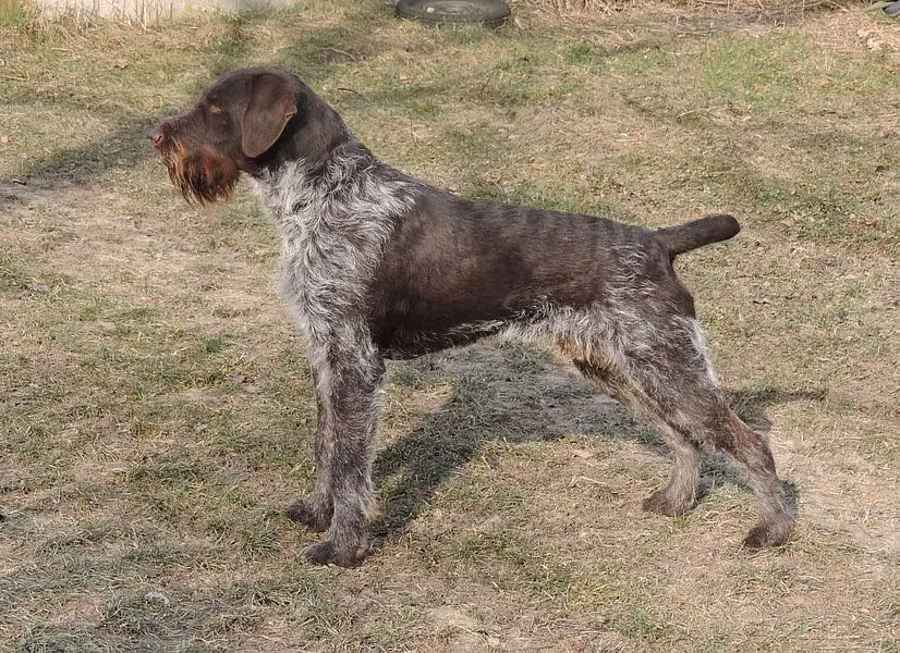 Kuno vom Neudeck, a Male Německý drsnosrstý ohař registered with United Pet Club