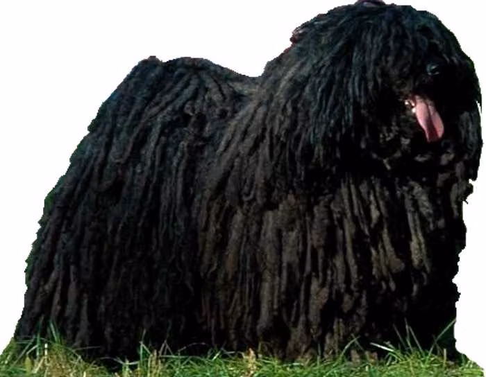 Ludas Matyi Juhos, a نر پولی registered with United Pet Club