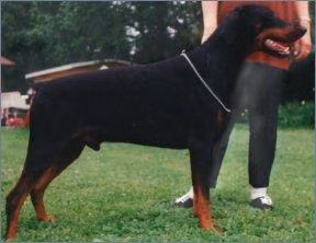 Walldobes Ector Genesis