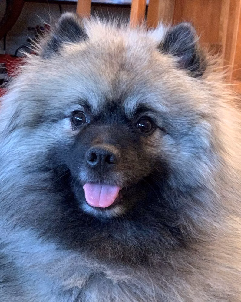 Swixkees Lady Tralee, a Female 荷兰毛狮犬 registered with United Pet Club