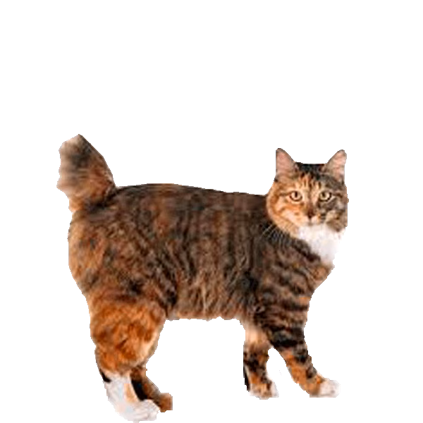 Kurilian Bobtail — a Medium, Good-natured Cat breed