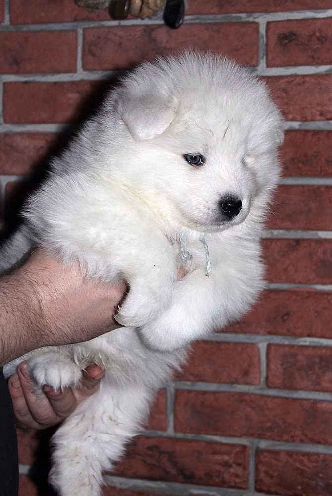 IZDOMASU SILVER STONE, a Mâle Samoyède registered with United Pet Club