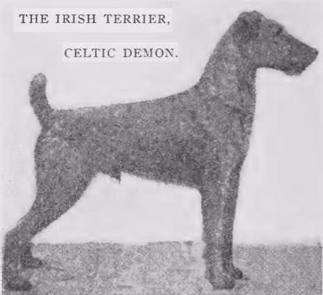Celtic Demon, a Male Írsky teriér registered with United Pet Club
