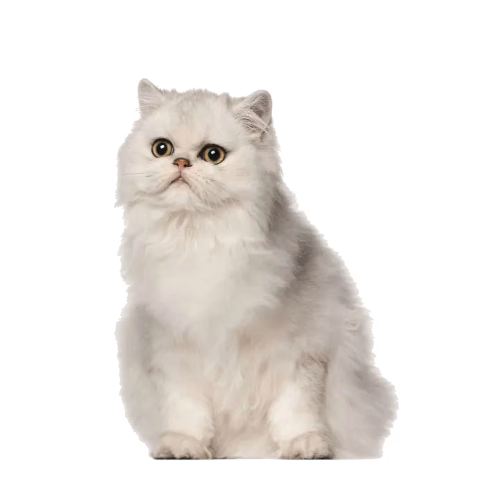 Persian (traditional) — a Medium, Calm Cat breed