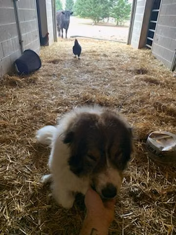 Cortana Anton, a Female Pirenejski pies górski registered with United Pet Club