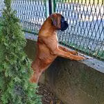 Caesar Steptown, a Male בוקסר registered with United Pet Club