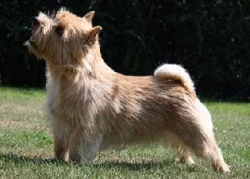 Cobby's Devil in Demand, a نر تریر نورویچ registered with United Pet Club