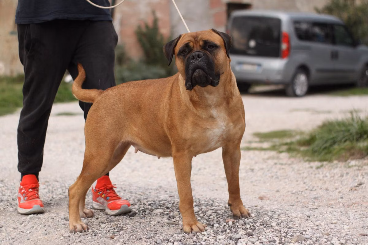 Nightfallking Gina, a נקבה בולמסטיף registered with United Pet Club