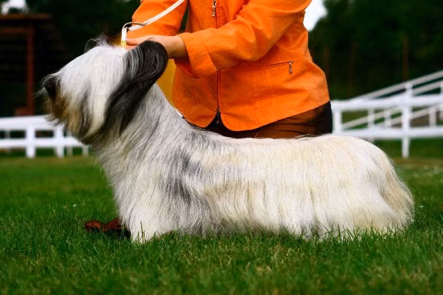 Chic Kiaora, a Female Skye terrier registered with United Pet Club