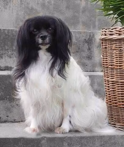 Molargårdens Isa (Ph), a Самка Папийон registered with United Pet Club