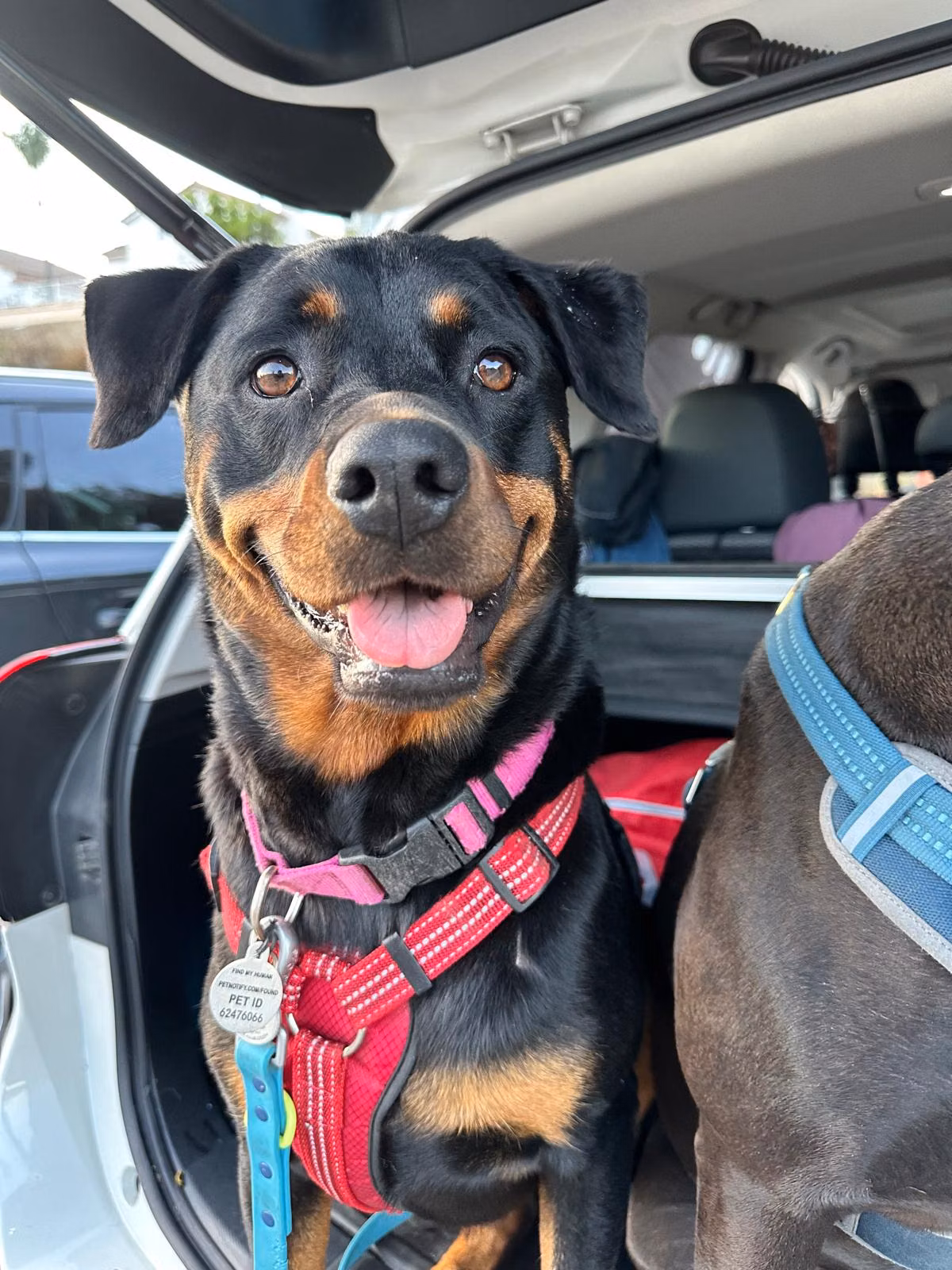 TUNA, a Hembra Rottweiler registered with United Pet Club