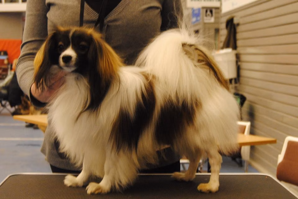 Kecil Roller Jam (PH), a Самец Папийон registered with United Pet Club