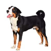 Appenzeller sennenhund — rasa Pies: Średni i Żywiołowy