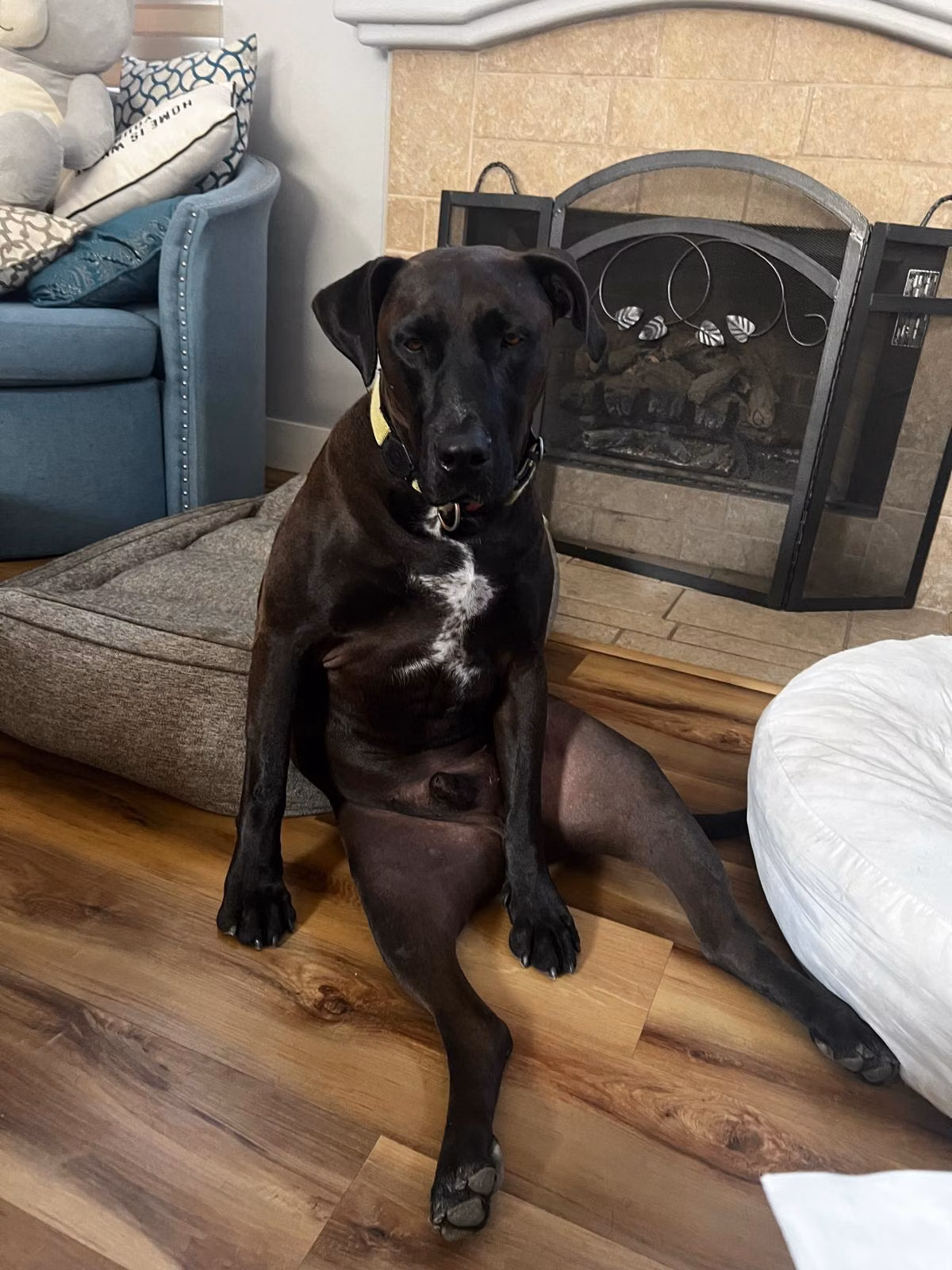 MAMBO, a Male Dobermann registered with United Pet Club