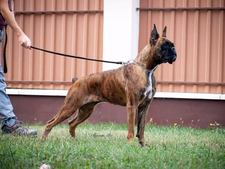 Debye de Rhiabox, a Betina Boxer registered with United Pet Club