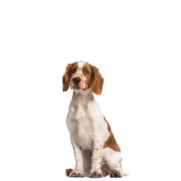 Springer spaniel walijski — rasa Pies: Średni i Czuły