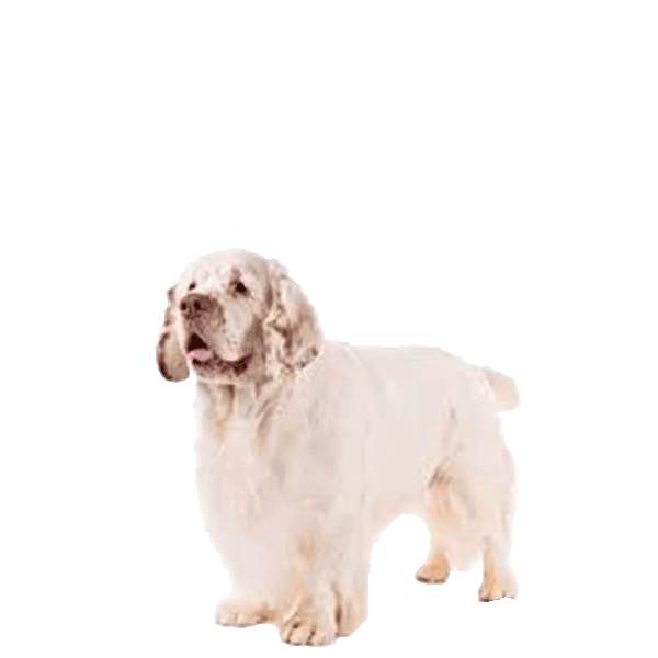 Clumber spaniel — rasa Pies: Średni i Łagodny