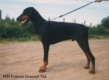 Walldobes Echson General