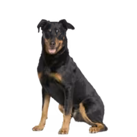Beauceron — rasa Pies: Duży i Wierny