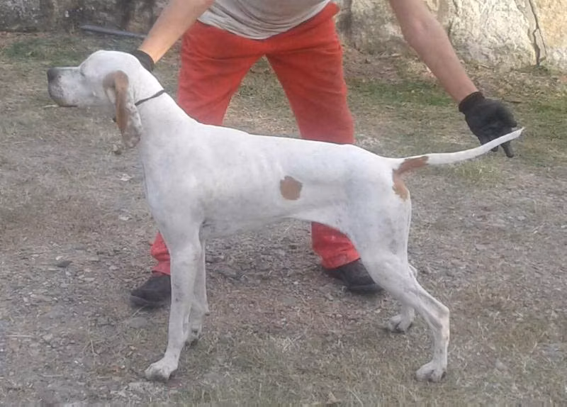 DOBE'S DEN DELK MONILUS MARABA, a Hunn Pointer registered with United Pet Club