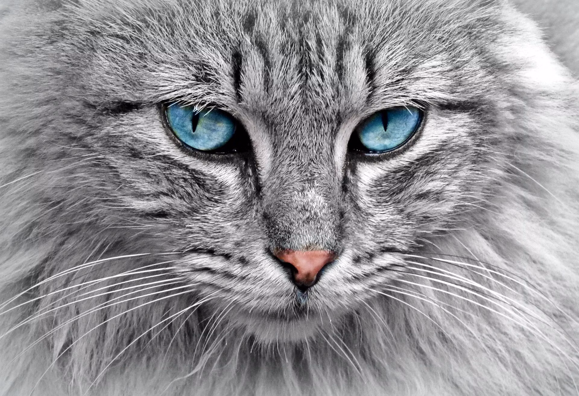 A blue eyed Siamese cat, a breed prone to progressive retinal atrophy