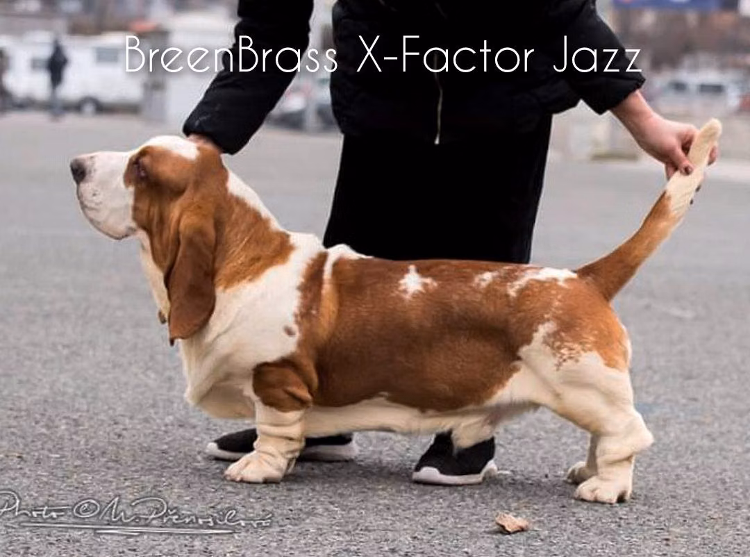 X-Factor Jazz BREENBRASS, a Male Basset hound registered with United Pet Club