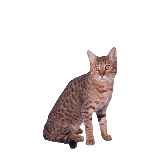 Ocicat — a Medium, Outgoing Cat breed