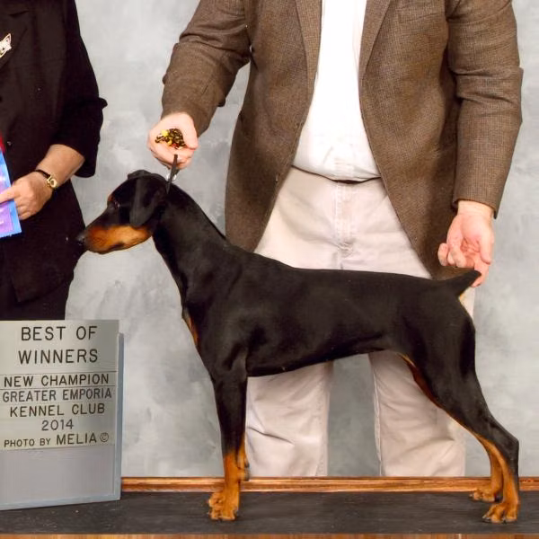 Nevars Velocity, a Самка Немецкий пинчер registered with United Pet Club