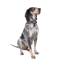 Bluetick coonhound — rasa Pies: Duży i Przyjazny