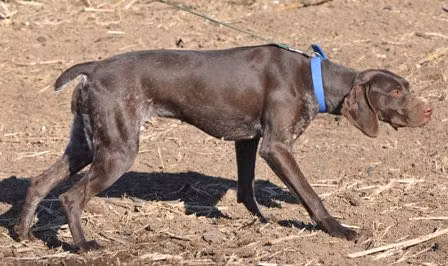 Hall's Hustling Hellen, a Femelă Pointer German cu Păr Scurt registered with United Pet Club