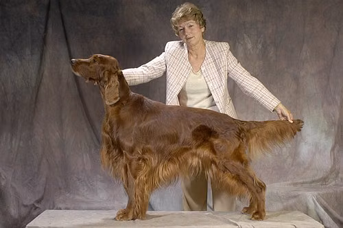 Vicary's US DOLLAR, a Самец Irish Setter registered with United Pet Club