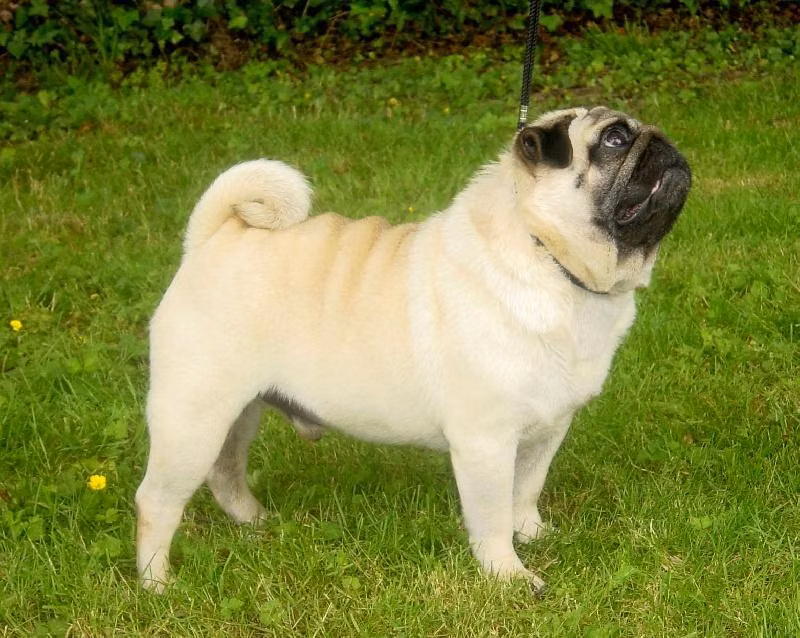 ptit boudha de cat'pat, a Samec Mops registered with United Pet Club