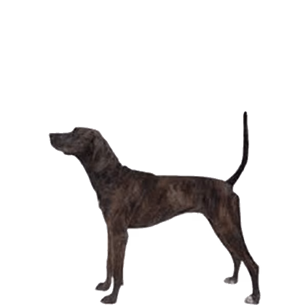 Xoloitzcuintle — rasa Pies: Średni i Wierny
