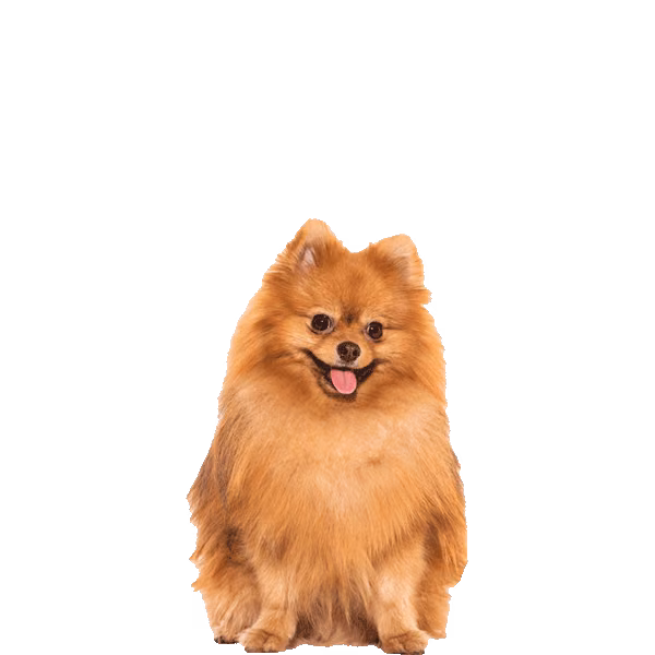 Szpic miniaturowy (pomeranian) — rasa Pies: Toy i Żywiołowy