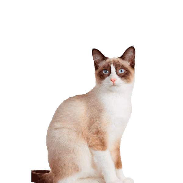 Snowshoe — a Medium, Affectionate Cat breed