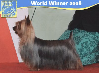 Blackrange Shalee Master Plan, a Macho Silky Terrier Australiano registered with United Pet Club