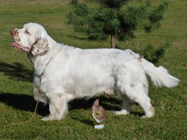 Wymeswold Ice Cube, a Maschio Clumber Spaniel registered with United Pet Club