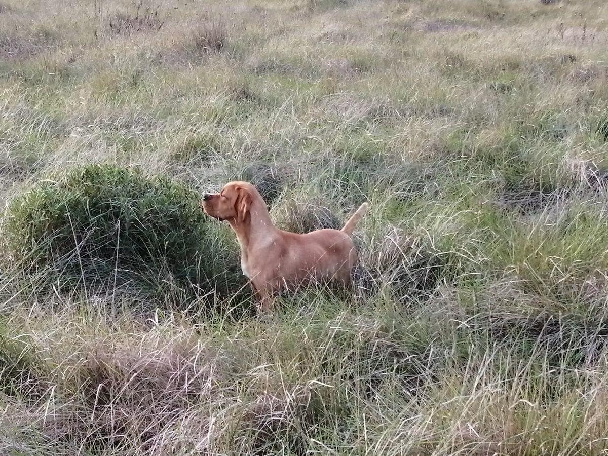Pinante Dos Moinhos do Oeste, a ذكر البوينتر البرتغالي registered with United Pet Club