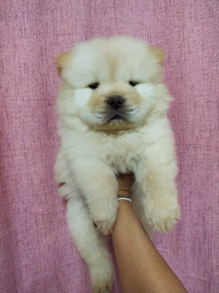 Nhoj light, a Maschio Chow Chow registered with United Pet Club