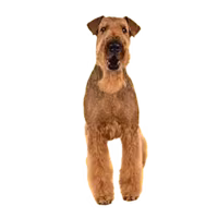 Airedale terrier — rasa Pies: Duży i Pewny siebie
