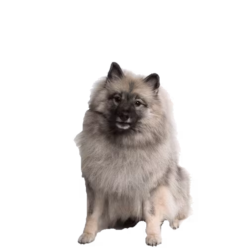 Keeshond — rasa Pies: Średni i Przyjazny
