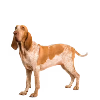 Bracco italiano — rasa Pies: Duży i Łagodny