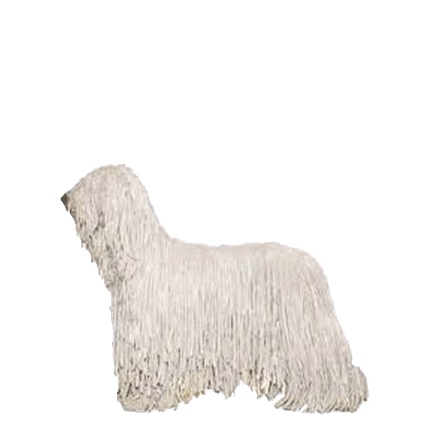 Komondor — rasa Pies: Duży i Niezależny
