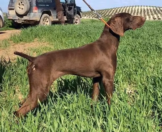 Patry du Val de Ceze, a Femelă Pointer German cu Păr Scurt registered with United Pet Club